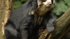 Andean toint bear